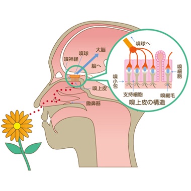 人がニオイを感じる仕組みはどのようになっているのですか？