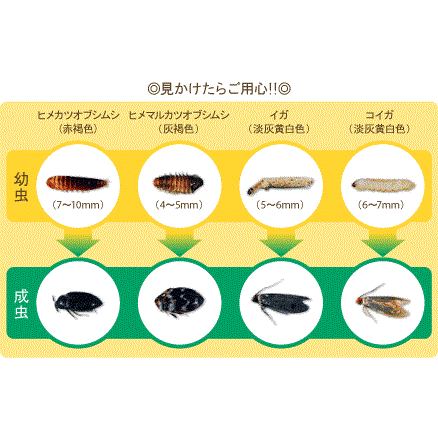 「衣類の虫くい」といっても、目に見えないのでイメージがわきません。衣類を食べる害虫にはどのような種類があるのですか？