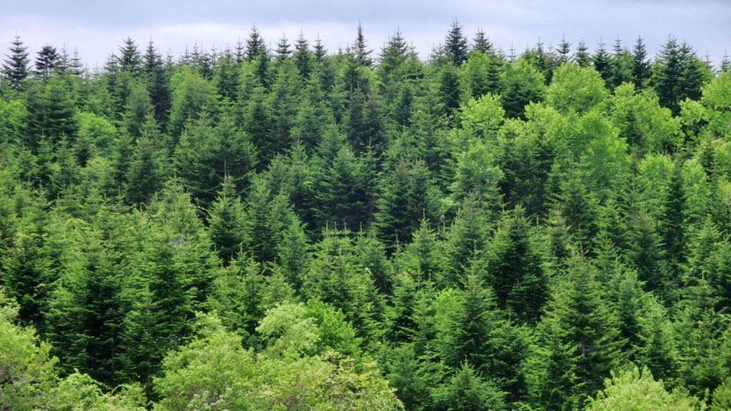 花粉のアレルギー性を下げる森のチカラとは