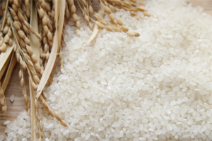 保存中のお米に虫が発生してしまいました！どうしたらいいですか？