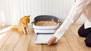 猫のトイレトレーニングとニオイケアを紹介【獣医師監修】