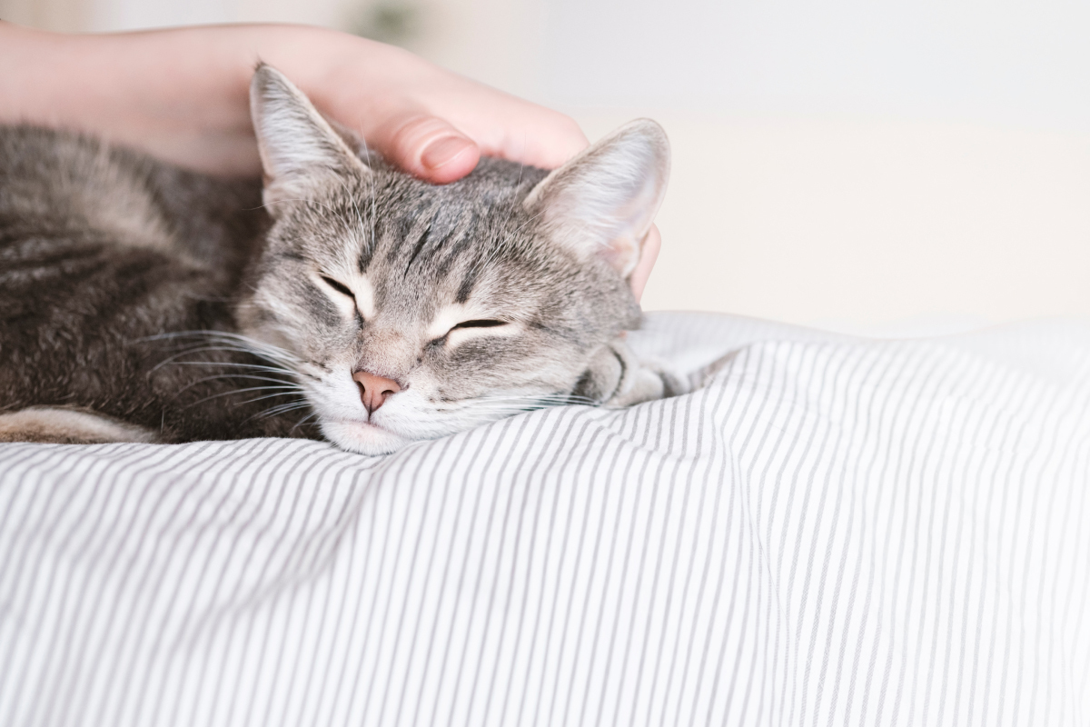 猫のトイレ問題を解決する方法