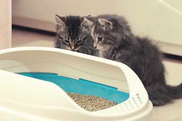猫のトイレの臭いで悩んでいます。臭いの原因や適切な対策について教えてください