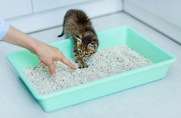 猫のトイレのしつけ方に悩んでいます。粗相してしまう原因と対策（トイレトレーニング）について教えてください