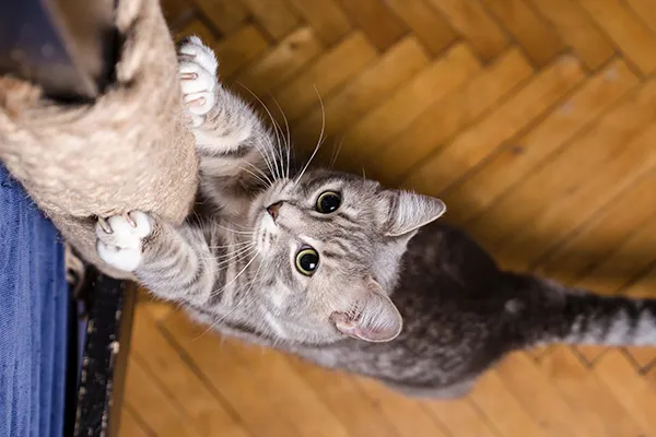 猫を飼うときに必要なものを教えてください