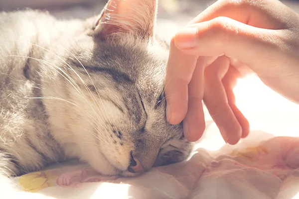 猫の飼い方の注意点や飼い主として心得ておくべきことを教えてください