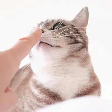 獣医師に聞く！愛猫のストレスや思わぬ病気をもたらすニオイ問題とは